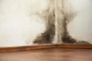 Mold Clean up Seattle