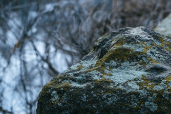 mold growing on rock