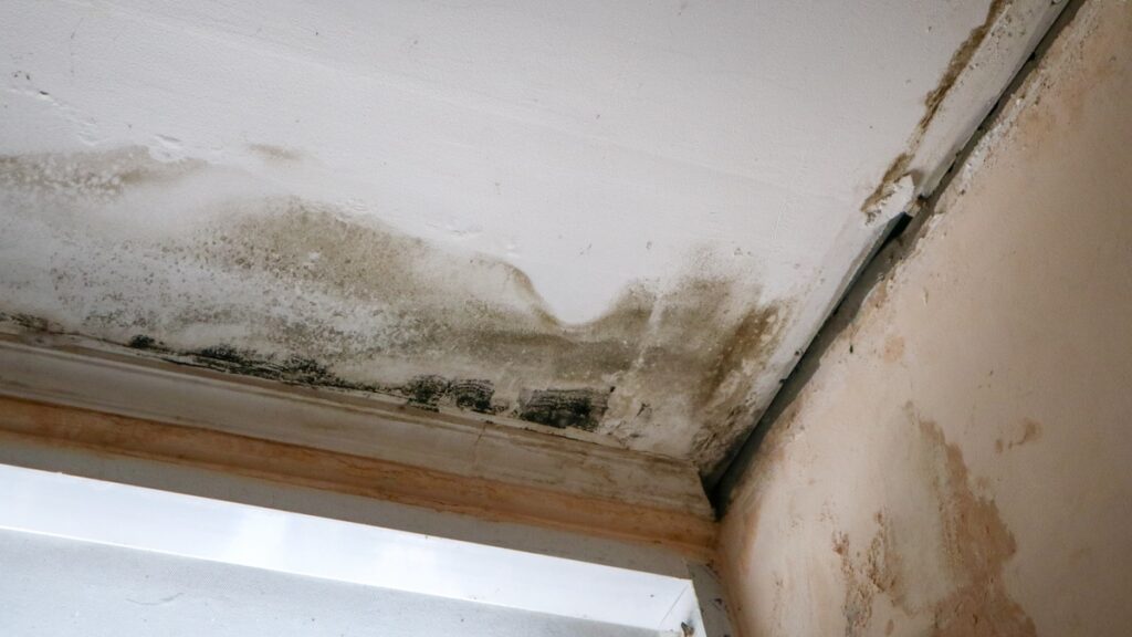 Water spots on ceiling and walls growing mold