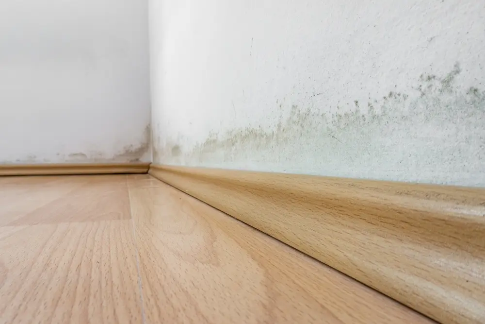 Mold on a wall above the laminate flooring, black and green fungus on white wall