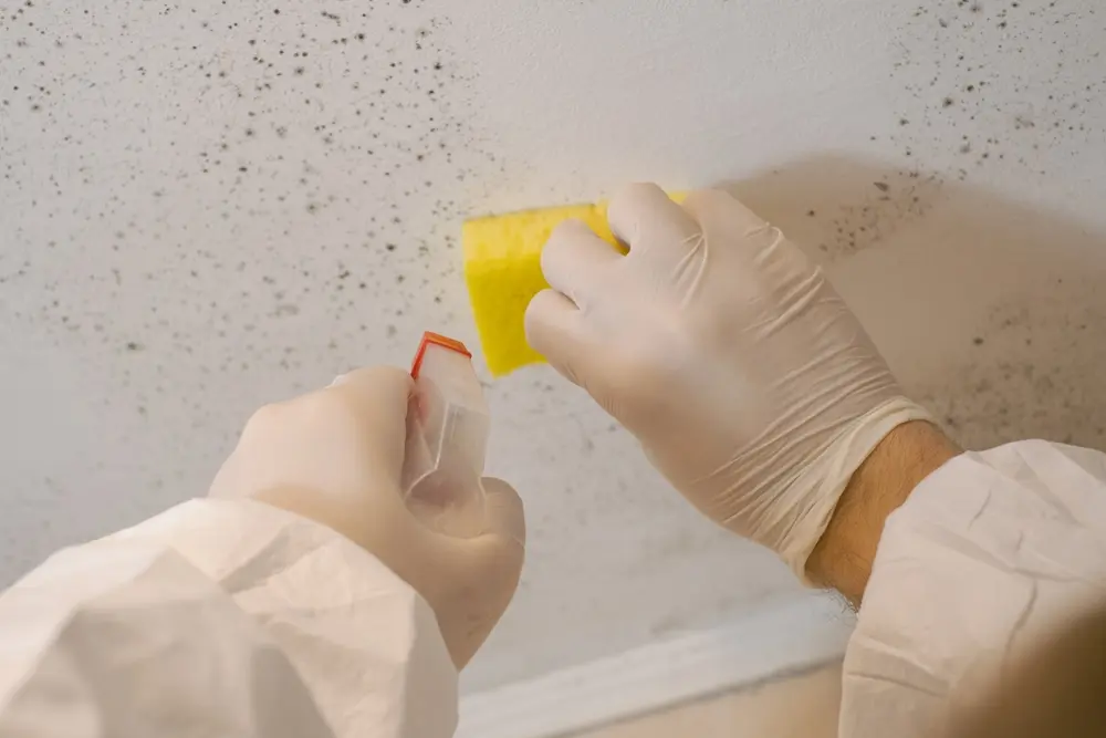 mold removal service seattle washington